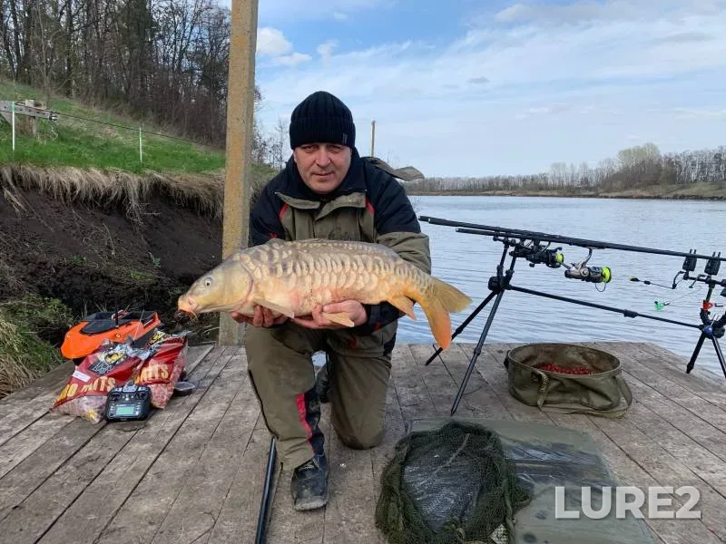 Carp — Belgorodskaya oblast, Apr 15, 2023