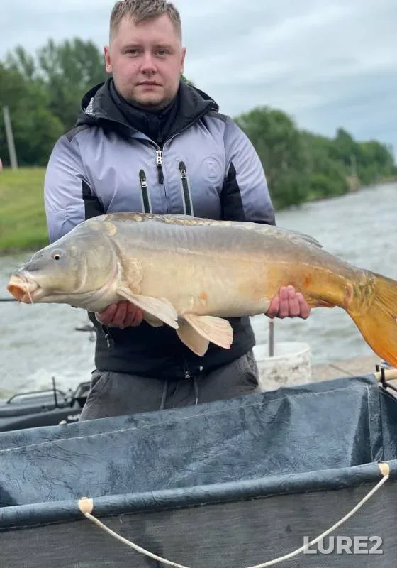 Carp — Belgorodskaya oblast, Jun 14, 2023