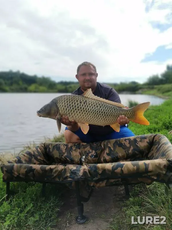 Carp — Belgorodskaya oblast, Aug 15, 2023