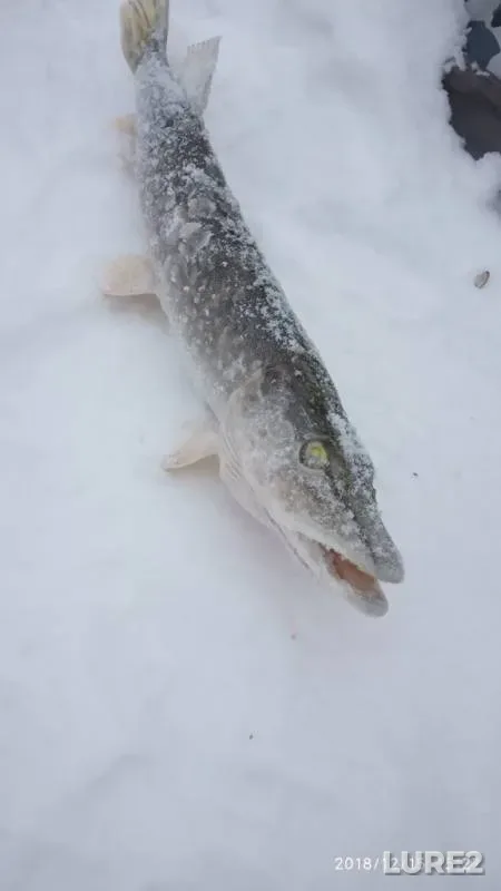 Pike — Lysvenskiy, Dec 15, 2018