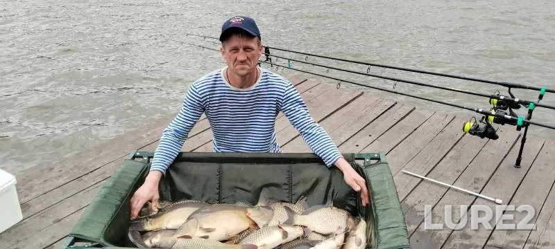Carp — Belgorodskaya oblast, May 12, 2024