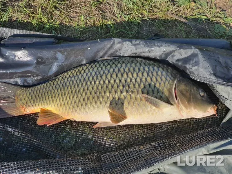Carp — Bolshakovskiy, Aug 28, 2021