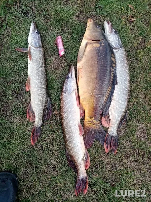 Carp, Pike — Bolshakovskiy, Sep 26, 2021