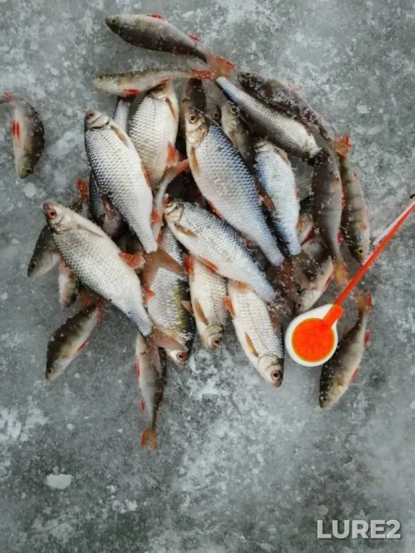 Perch, Roach — Shirokovskoye, Dec 10, 2018