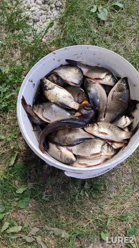 Crucian carp — Matyrskoye, Jul 27, 2024