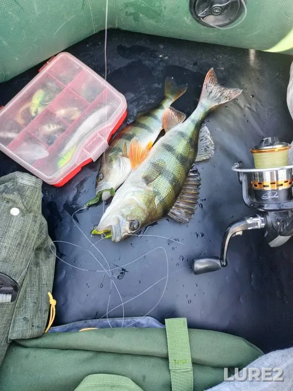 Perch, Pike — Voronezh, Sep 28, 2024
