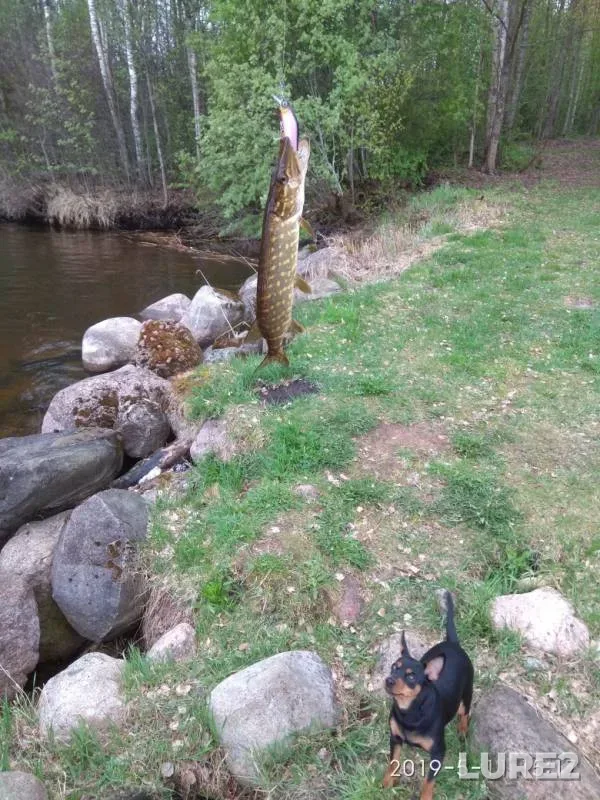 Pike — Vrevo, May 11, 2019