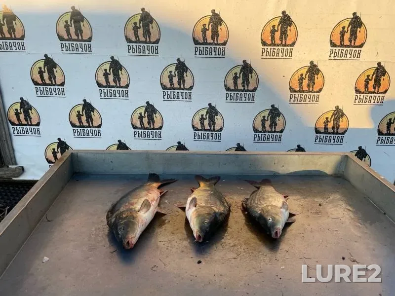 Carp — Kobylenka, Aug 15, 2024