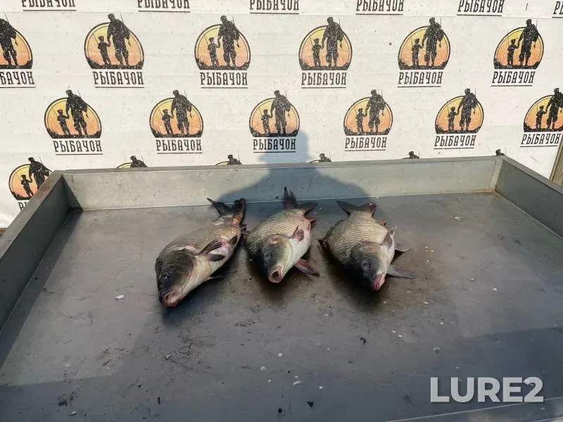 Carp — Kobylenka, Aug 17, 2024