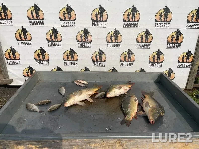 Carp, Crucian carp — Kobylenka, Aug 25, 2024