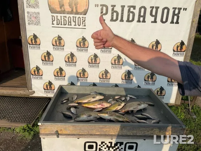 Carp, Crucian carp — Kobylenka, Aug 28, 2024