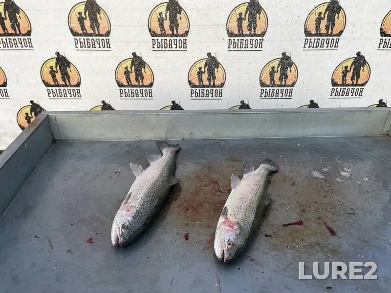 Rainbow trout — Kobylenka, Sep 24, 2024