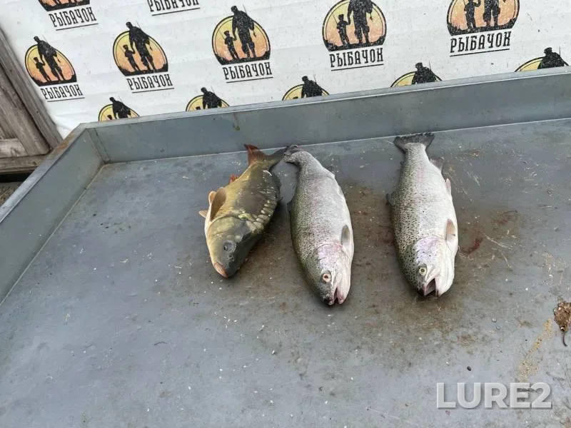 Carp, Rainbow trout — Kobylenka, Sep 27, 2024