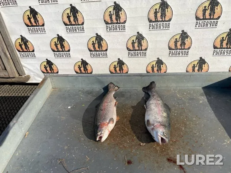 Rainbow trout — Kobylenka, Oct 17, 2024