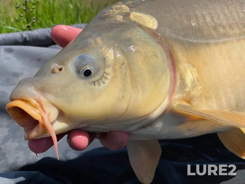 Carp — Stavropolskiy kray, May 12, 2022