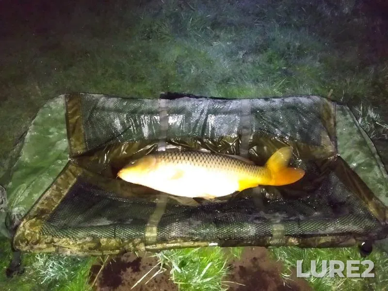 Carp — Rezanka, May 13, 2022