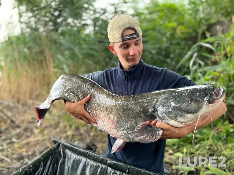 Carp, Wels catfish — Telelyuy, Aug 14, 2022