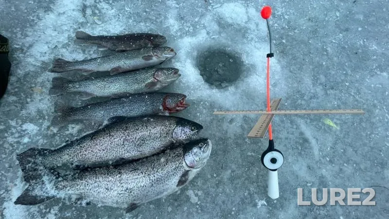 Rainbow trout — Bugunta, Jan 27, 2023