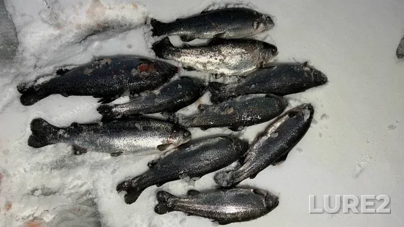 Rainbow trout — Kuban, Feb 18, 2023