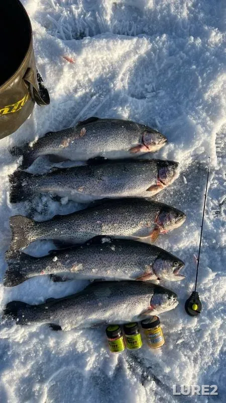 Rainbow trout — Bugunta, Feb 24, 2023