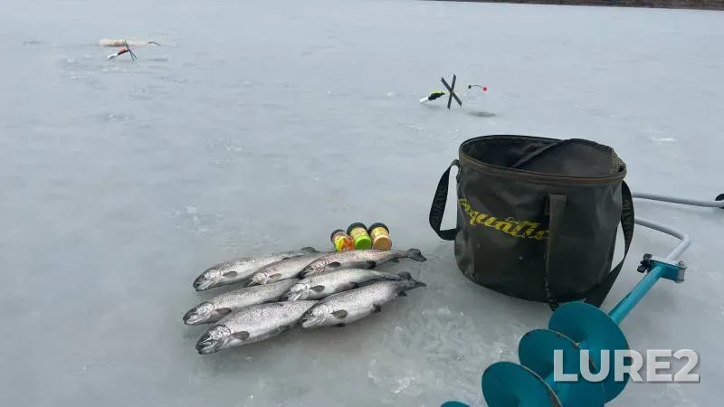 Rainbow trout — Kuban, Feb 26, 2023