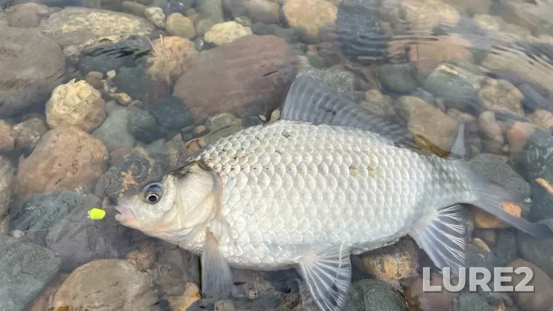 Carp, Crucian carp — Stavropolskiy kray, Mar 19, 2023