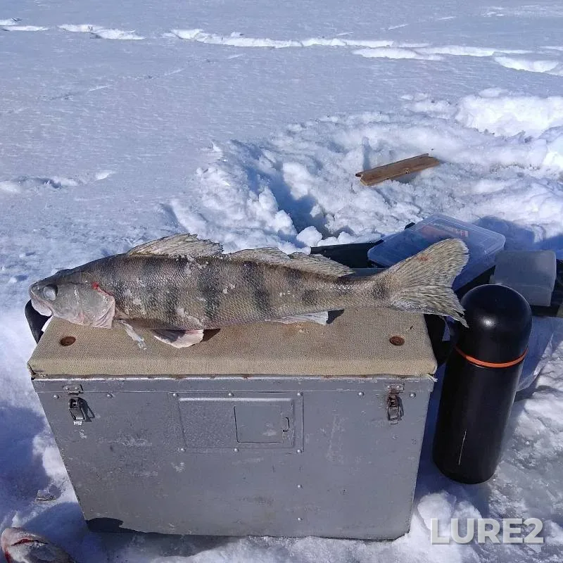 Burbot — Kama, Feb 27, 2022