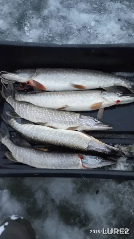 Pike — Lysvenskiy, Nov 17, 2018