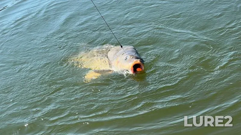 Carp — Barsuchki, Jul 13, 2023