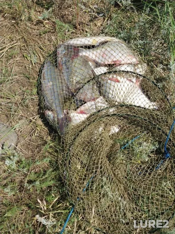 White bream — Barsuchkovskiy kanal, Jun 02, 2024