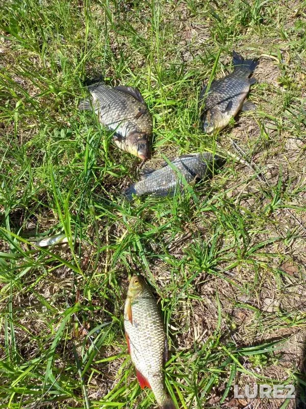 Crucian carp, Rudd — Nizhnekamskoye, Jun 04, 2024