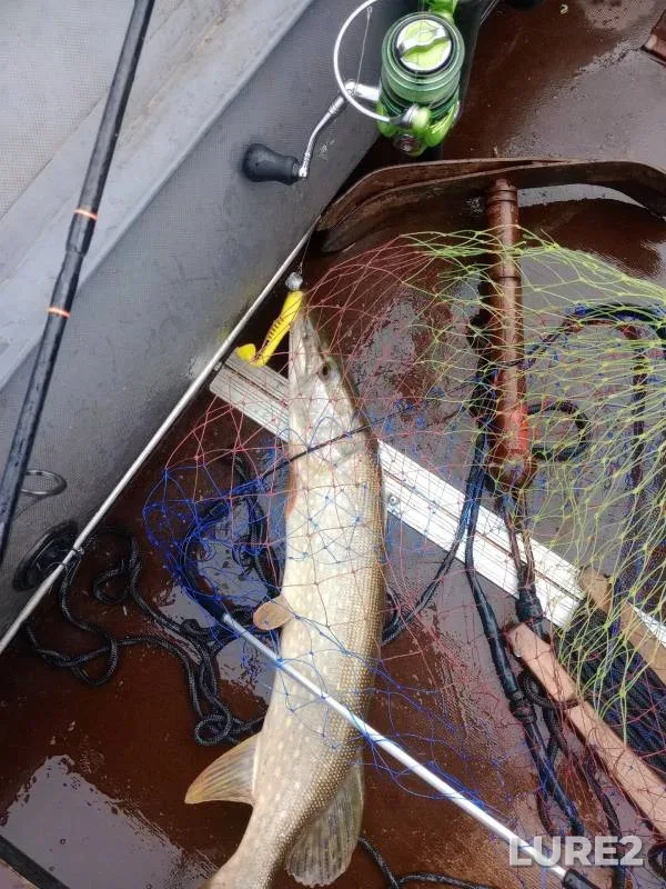 Wels catfish, Pike — Ik, Jun 23, 2024