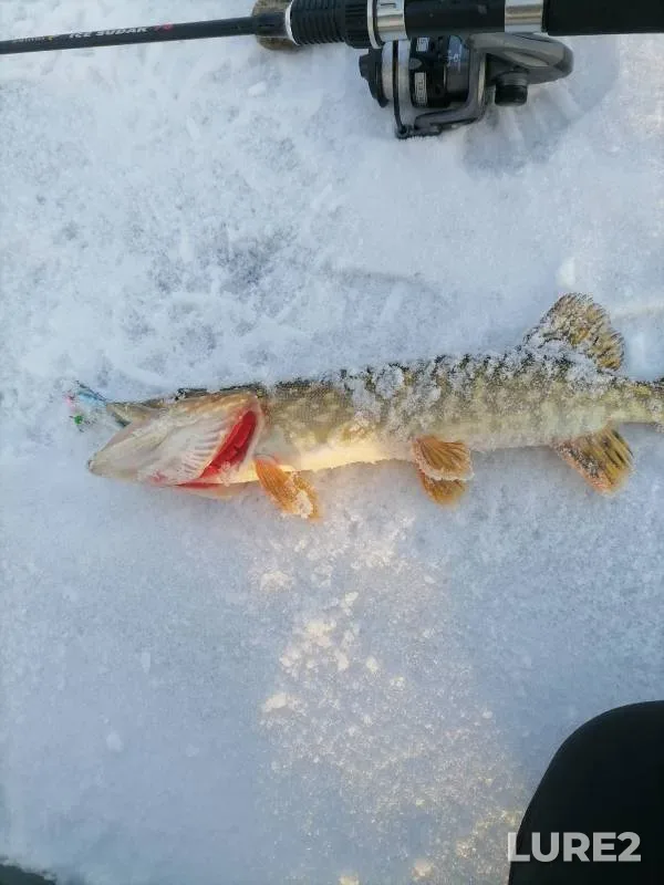 Pike — Bannoye, Mar 19, 2023