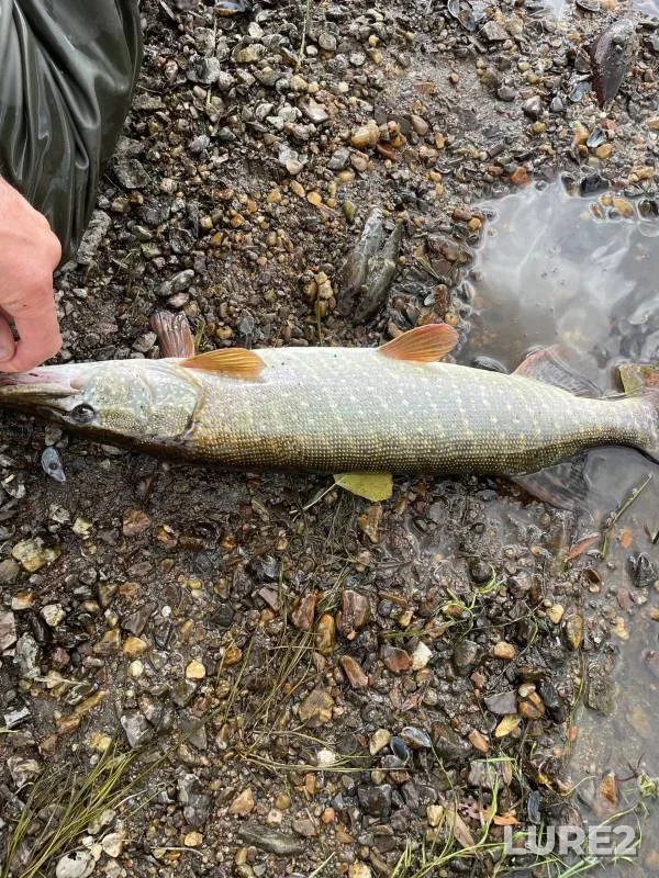 Chub, Perch — Zhayyқ - Ural, Sep 22, 2024