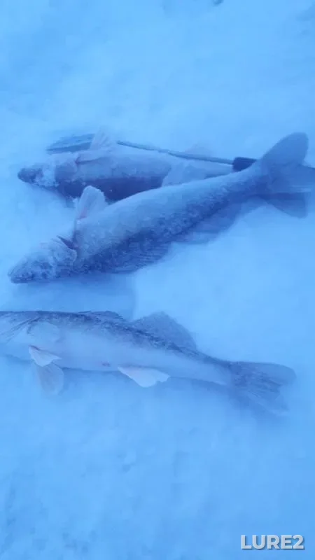 Perch, Zander — Zhayyқ - Ural, Mar 09, 2021