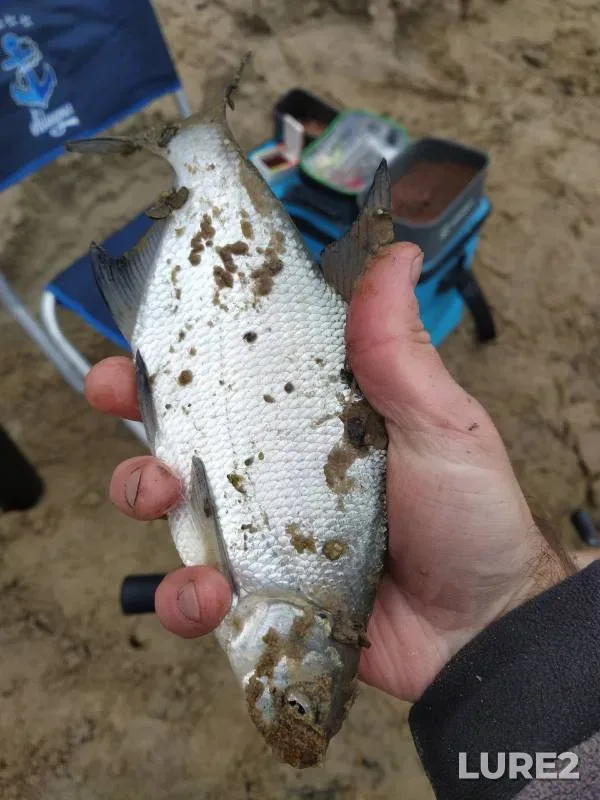 Bream, Roach — Oka, Oct 11, 2023