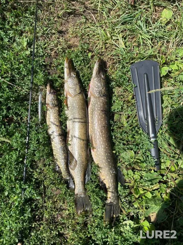 Pike — Nizhegorodskaya oblast, Jul 22, 2024