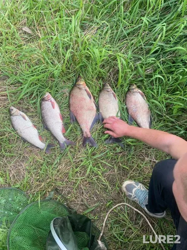 Bream, Ide — Oka, Aug 21, 2024