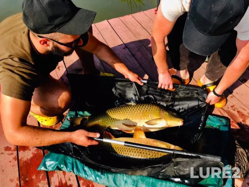 Carp — Belgorodskaya oblast, Jul 31, 2019