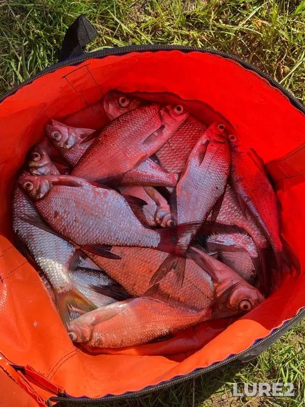 Bream — Vetluga, Aug 30, 2024