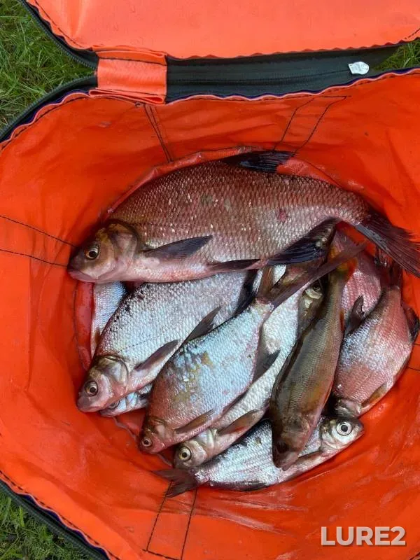Bream, Perch — Vetluga, Sep 03, 2024
