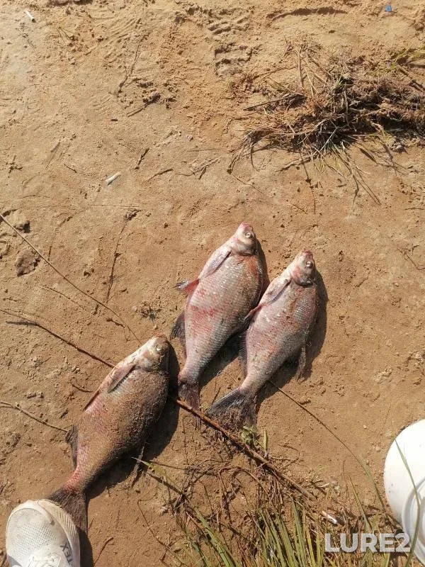 Bream — Volga, Sep 17, 2024