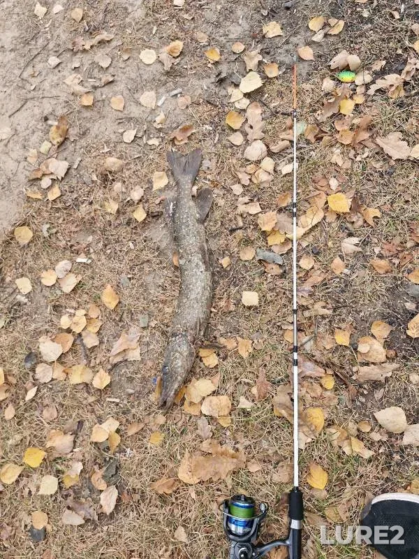 Perch, Pike — Pervoye parkovoye, Oct 06, 2024