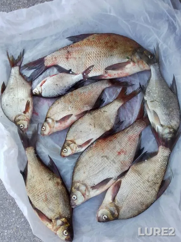 Bream — Volga, Aug 05, 2024