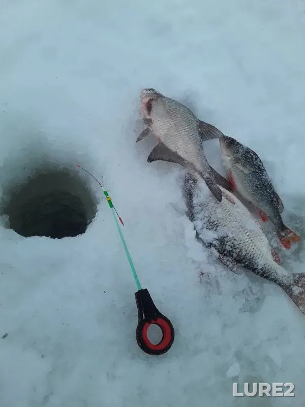 Bream, Perch — Oka, Oct 17, 2024