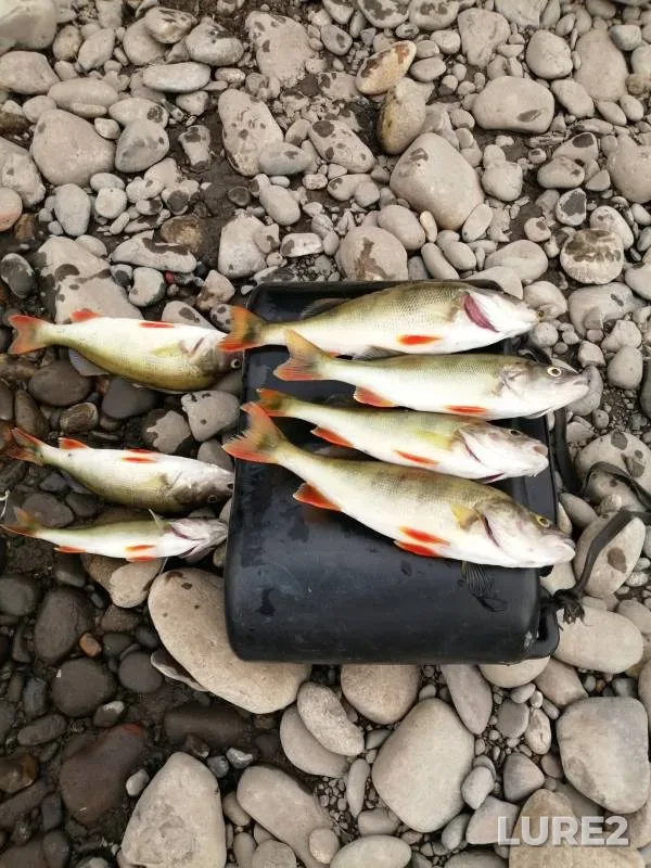 Perch — Tom, Aug 07, 2020