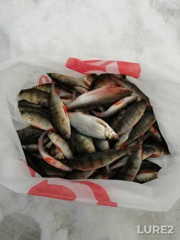 Perch, Roach — Shirokovskoye, Mar 27, 2019