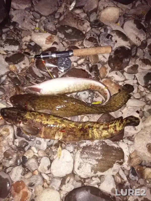 Burbot — Podobasc, Oct 08, 2021