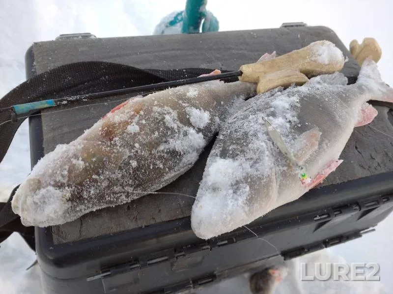 Perch — Poddubskoye, Jan 16, 2021