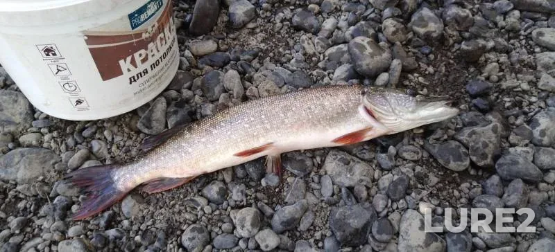 Pike — Tom, Jul 21, 2024